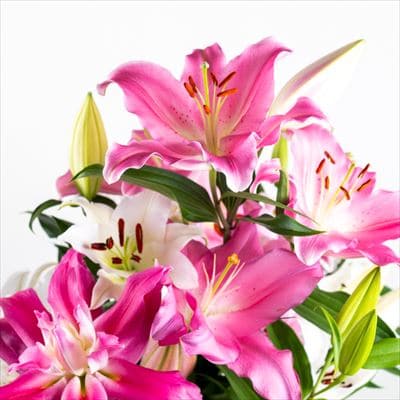 <期間限定11月30日迄>高原ふれあい産直　西和賀・高原のユリ 3本