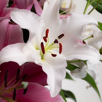 <期間限定11月30日迄>高原ふれあい産直　西和賀・高原のユリ 5本