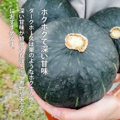【2026年産】かぼちゃ5kg阿部ファーム産ダークホース【AE-002】