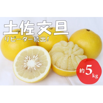 【先行予約 2027年2月～発送】土佐文旦 5kg 贈答用 フルーツ 果物 柑橘 ぶんたん 産地直送