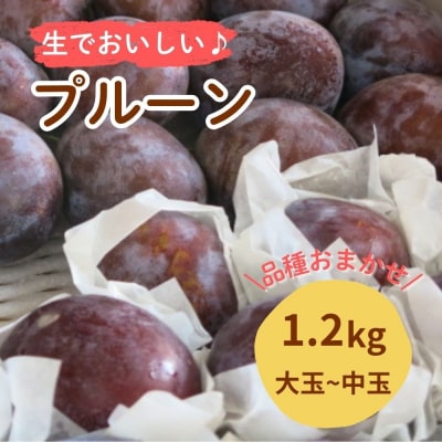 プルーン　1.2kg　大玉～中玉　0075-2618
