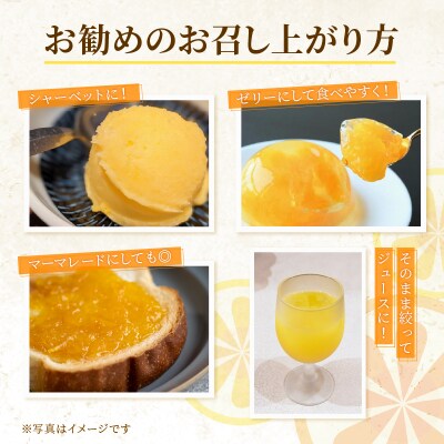 【先行予約】 河内晩柑 6kg+傷み補償500g  愛南ゴールド 愛媛県 愛南町 山口農園
