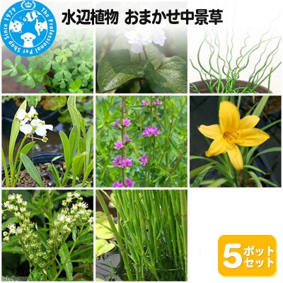 水辺植物 おまかせ中景草×5ポットセット|09_chm-a10501