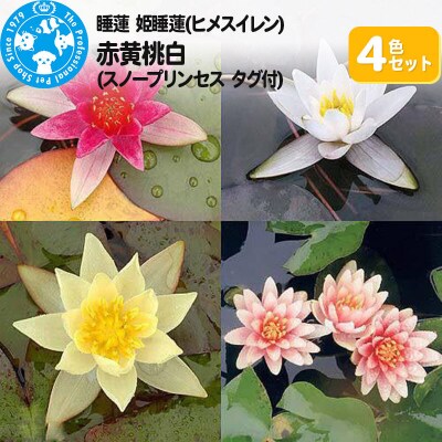 姫睡蓮4色セット 赤黄桃白(スノープリンセス タグ付)(各1株ずつ)|09_chm-an0101