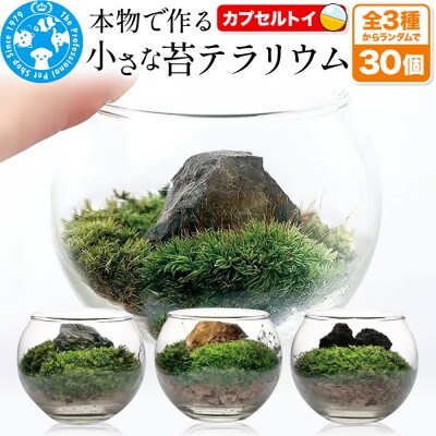 小さな苔テラリウム カプセルトイ 30個セット 株式会社チャーム|09_chm-dl3001