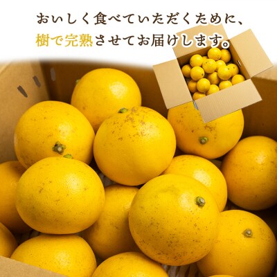 2回定期便 小夏 土佐小夏 日向夏 高知 温室 ハウス 約2.5kg 訳あり Wkd-0033