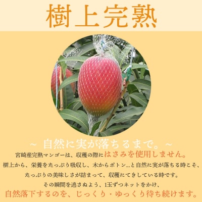 【フルーツ専門店厳選】宮崎完熟マンゴー2Lサイズ1玉(宮崎県西都市産)先行受付[3315]