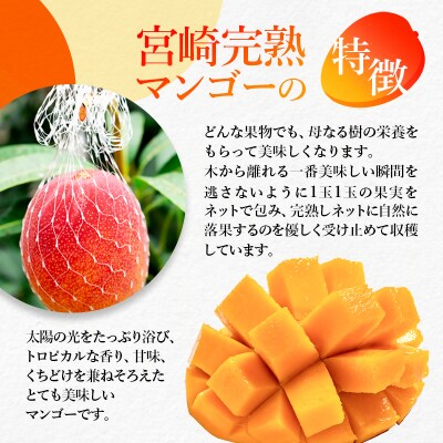 【フルーツ専門店厳選】宮崎完熟マンゴー2玉(計500g)宮崎県西都市産【先行受付】[3316]