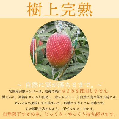 【フルーツ専門店厳選】宮崎完熟マンゴー3玉(計750g)宮崎県西都市産【先行受付】[3250]