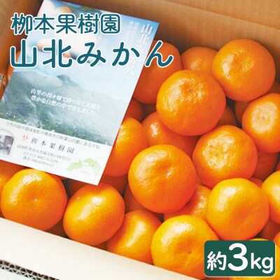 栁本果樹園の山北みかん3kg(露地・2S～M) yg-0033