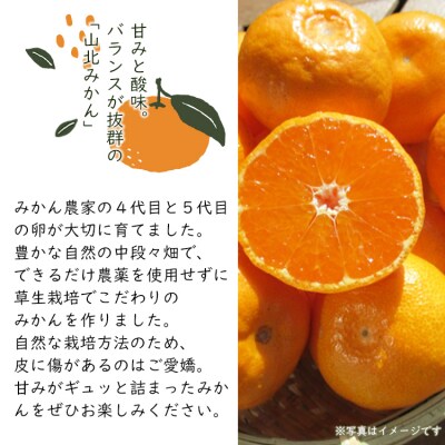 栁本果樹園の山北みかん3kg(露地・2S～M) yg-0033