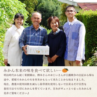栁本果樹園の山北みかん3kg(露地・2S～M) yg-0033