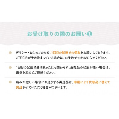 大玉 すいか しまむそう 4L×1玉 フルーツ スイカ 2026年産 令和8年産 山形県産
