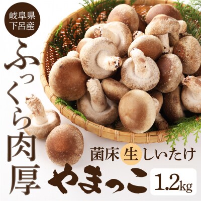 先行受付【季節限定】菌床生椎茸　詰め合わせ 1.2kg しいたけ  生しいたけ【71-3】