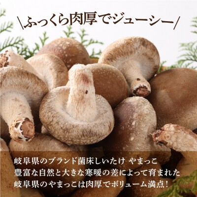 先行受付【季節限定】菌床生椎茸　詰め合わせ 1.2kg しいたけ  生しいたけ【71-3】
