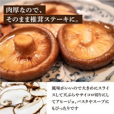 先行受付【季節限定】菌床生椎茸　詰め合わせ 1.2kg しいたけ  生しいたけ【71-3】