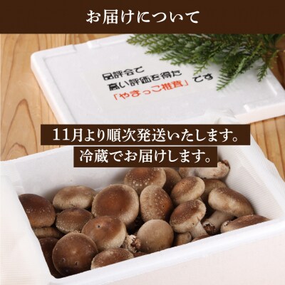 先行受付【季節限定】菌床生椎茸　詰め合わせ 1.2kg しいたけ  生しいたけ【71-3】