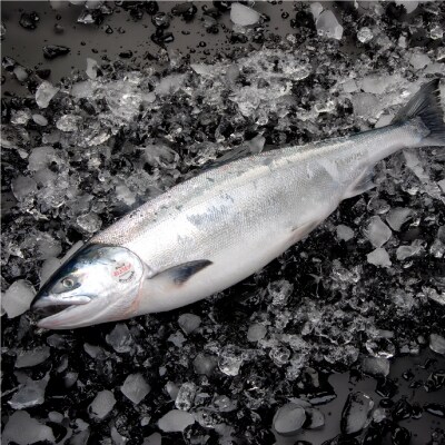 【 7日程度で発送 】 定置網漁法 【 道東産 】 船上活〆トキシラズ 2枚卸切身 約2.5kg