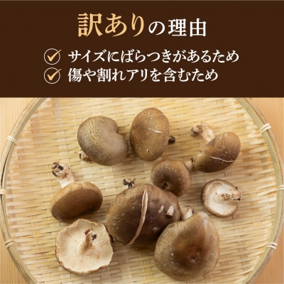 先行予約　訳あり 不揃い【季節限定】菌床生椎茸　詰め合わせ 2kg(大・小・形 混合)【71-6】
