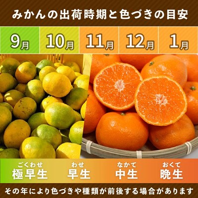 【先行予約】贈答用 愛媛みかん 10kg 発送時期 2026年11月以降 清家ばんかんビレッジ