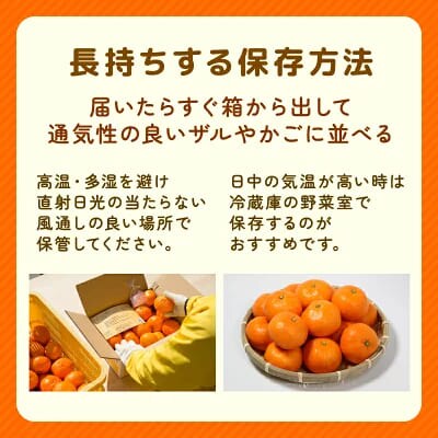 【先行予約】贈答用 愛媛みかん 10kg 発送時期 2026年11月以降 清家ばんかんビレッジ