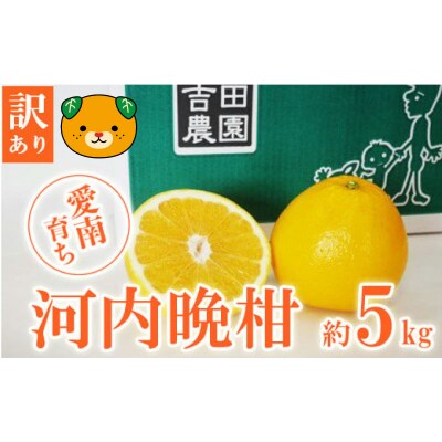 【高評価★4.8】 数量限定 先行受付 訳あり 河内晩柑 5kg みかん 吉田農園 愛南町 愛媛県