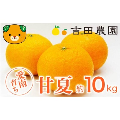 【高評価★4.5】 先行受付 甘夏 約10kg みかん 柑橘 あまなつ 吉田農園 愛南町 愛媛県