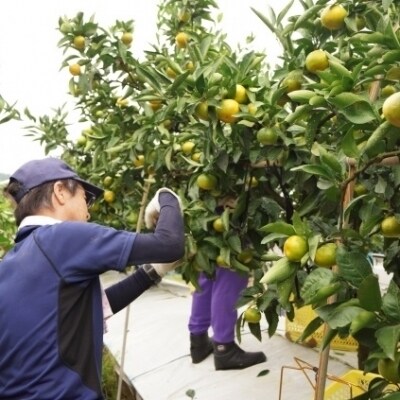 極早生みかん「南国の陽蜜」5kg 宮崎県西都産【先行受付】[1868]