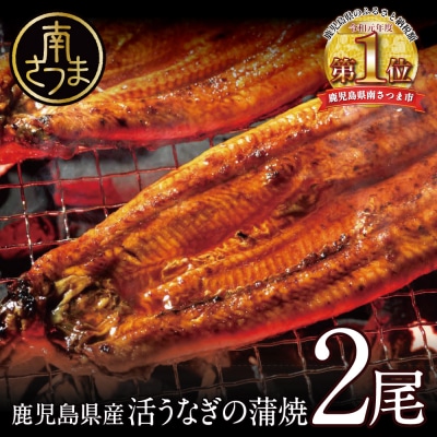 【鹿児島県産】活うなぎの蒲焼2尾 鰻 国産