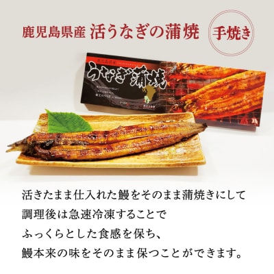 【鹿児島県産】活うなぎの蒲焼2尾 鰻 国産