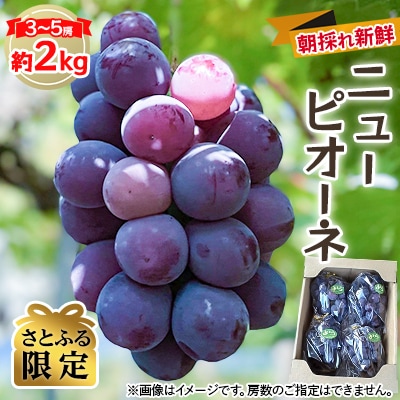 【さとふる限定】【2025年度発送分】早起き農家の直送便　ニューピオーネ2kg
