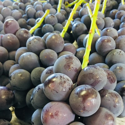 【さとふる限定】【2025年度発送分】早起き農家の直送便　ニューピオーネ2kg