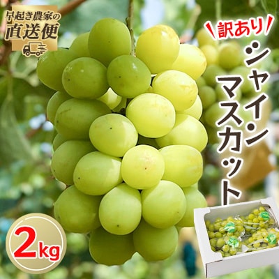 【2025年度発送分】早起き農家の直送便　わけありシャインマスカット2kg