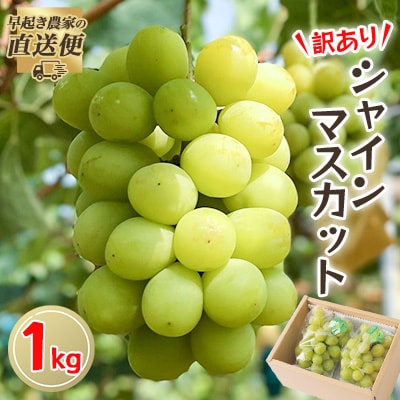【2025年度発送分】早起き農家の直送便　わけありシャインマスカット1kg