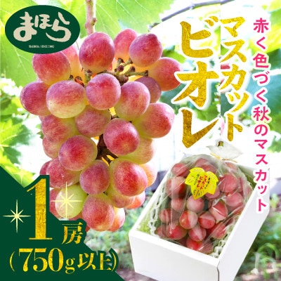 【2025年度発送分】早起き農家の直送便　上出来マスカットビオレ1房