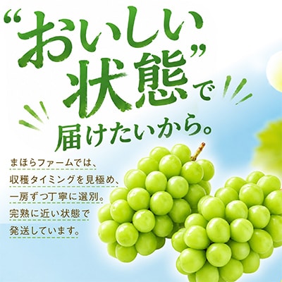 【2026年度発送分】早起き農家の直送便　上出来シャインマスカット1房