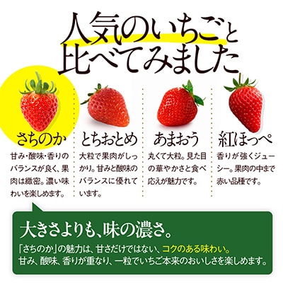 2026年1月より順次発送】朝採れ新鮮まほらのいちご(さちのか)4パック