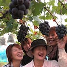 訳あり【2025年度発送分】早起き農家の直送便　ニューピオーネ2kg以上
