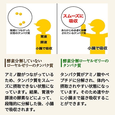 酵素分解ローヤルゼリーキング (560)