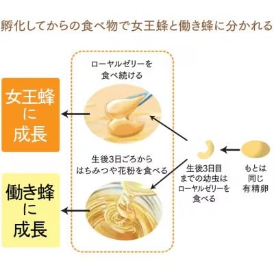 【毎月定期便】酵素分解ローヤルゼリー CoQ10(5935)全12回