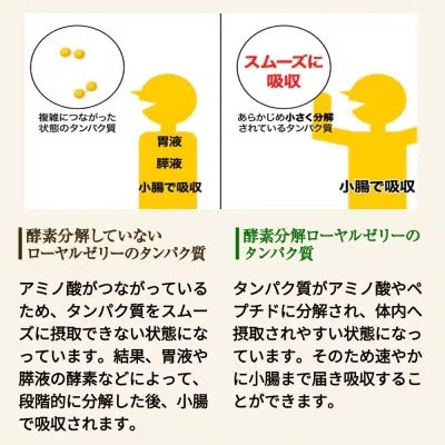 【毎月定期便】酵素分解ローヤルゼリーキング (560)全12回