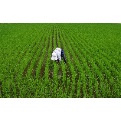 令和3年産 【岡山県津山市】 清流で育った津山のきぬむすめ 白米10kg(5kg×2)