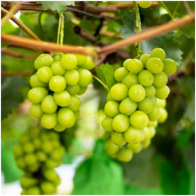 SUMU シャインマスカット・プレミアム 2024(750ml)