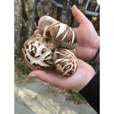岡山県津山市産　原木椎茸「津山サンシャイン～原木椎茸パネル下暮らし～」乾燥椎茸300g
