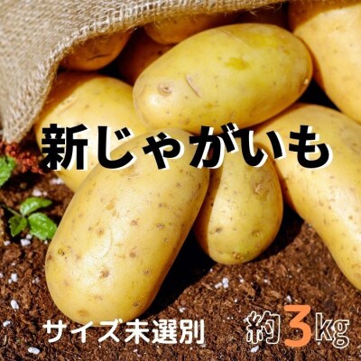 新じゃがいも 3kg サイズ未選別 | 岡山県津山市 | ふるさと納税