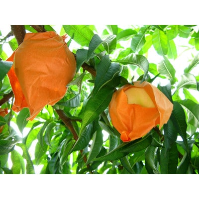 岡山県産　清水白桃3玉【冷蔵】2026年発送