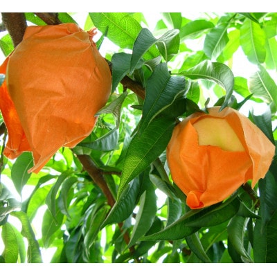 岡山県産　岡山白桃3玉【冷蔵】2026年発送