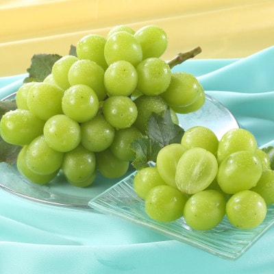 岡山県産　秋のシャインマスカット　1房【冷蔵】2026年発送