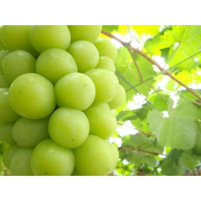 岡山県産　秋のシャインマスカット　1房【冷蔵】2026年発送