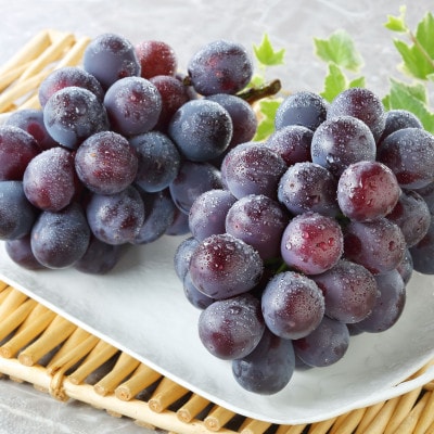 秋のニューピオーネ2房【冷蔵】2026年発送